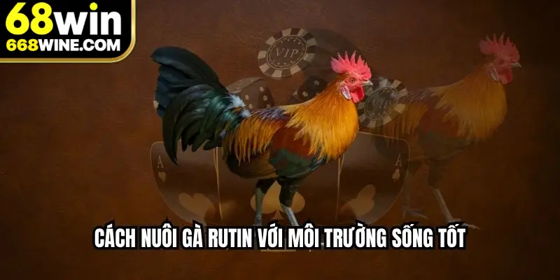 Cách nuôi gà rutin với môi trường sống tốt