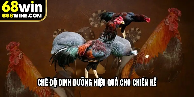 Chế độ dinh dưỡng hiệu quả cho chiến kê