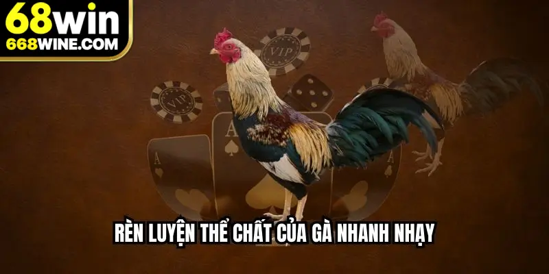 Rèn luyện thể chất của gà nhanh nhạy
